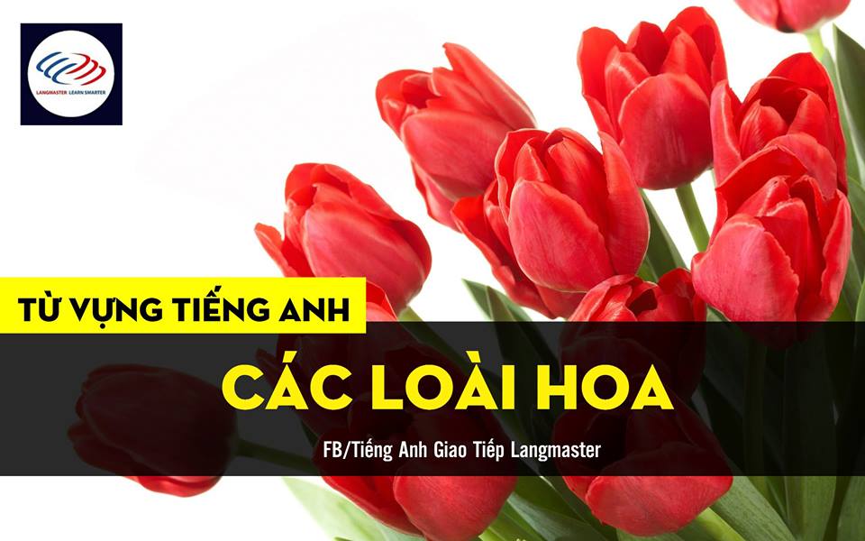 Tên 19 loài hoa trong tiếng Anh