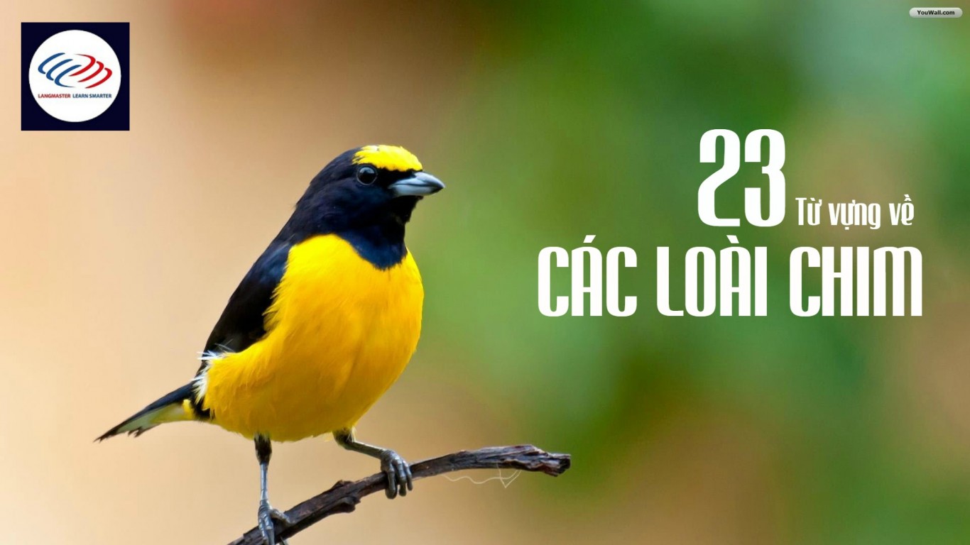 23 Từ vựng các loài chim