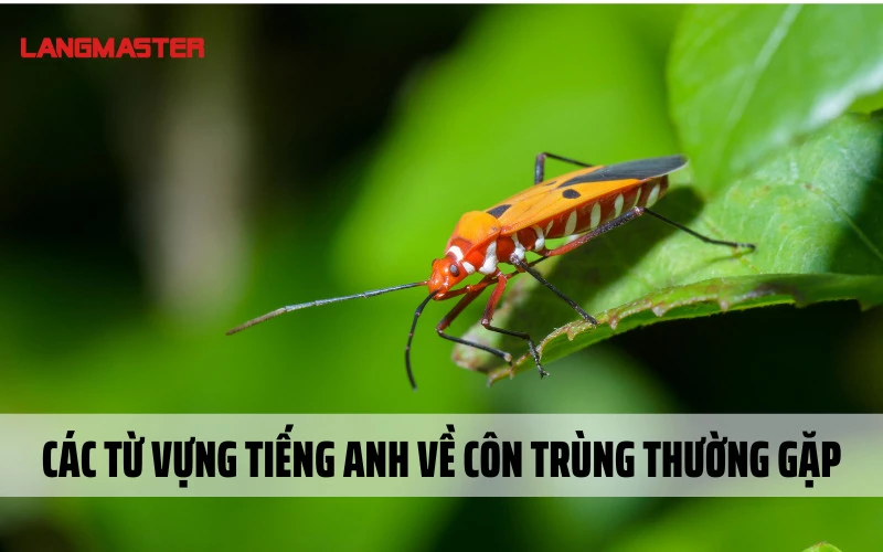 CÁC TỪ VỰNG TIẾNG ANH VỀ CÔN TRÙNG THƯỜNG GẶP