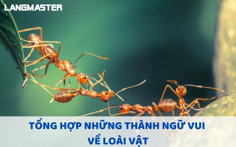 TỔNG HỢP NHỮNG THÀNH NGỮ VUI VỀ LOÀI VẬT