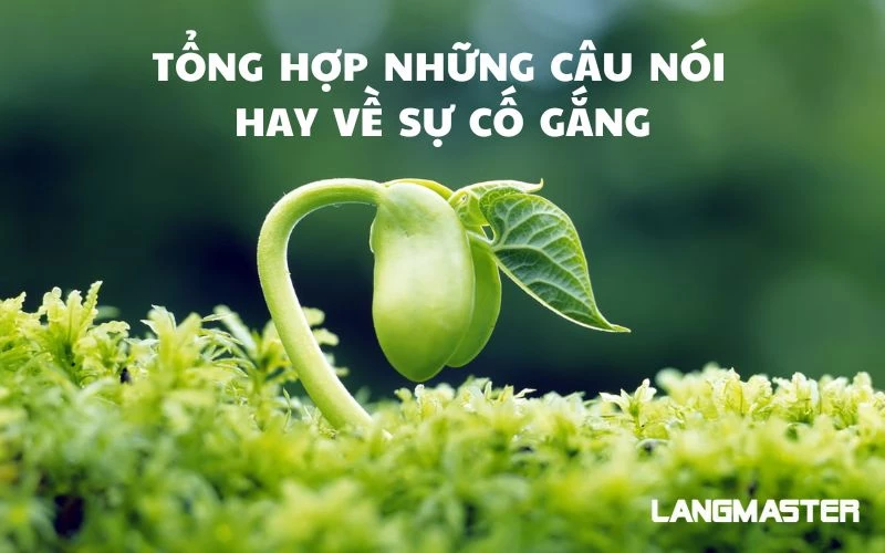 TỔNG HỢP NHỮNG CÂU NÓI HAY VỀ SỰ CỐ GẮNG