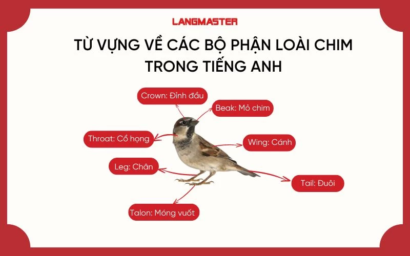 từ vựng tiếng anh các bộ phận của loài chim