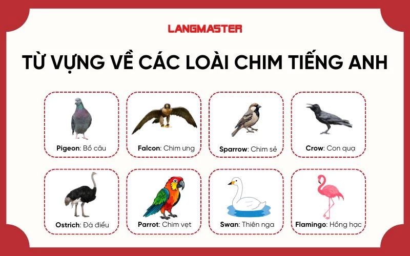 Từ vựng tiếng Anh về các loài chim